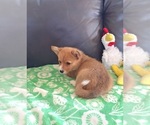 Small #5 Pembroke Welsh Corgi