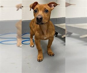 American Pit Bull Terrier-Dachshund Mix Dogs for adoption in Peoria, IL, USA