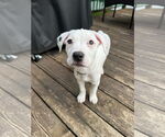 Small #1 American Pit Bull Terrier