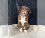 Small #11 Australian Shepherd