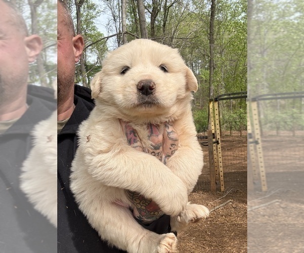 Medium Photo #17 Great Pyrenees Puppy For Sale in NEWTON, NC, USA