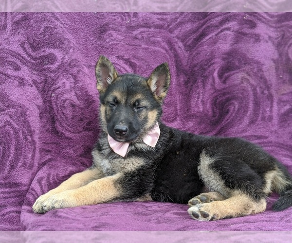 Medium Photo #4 German Shepherd Dog Puppy For Sale in COCHRANVILLE, PA, USA