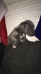 Small Photo #7 Great Dane-Unknown Mix Puppy For Sale in FONTANA, CA, USA