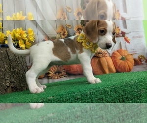 Beagle Puppy for sale in HAMMOND, IN, USA