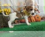 Small Beagle