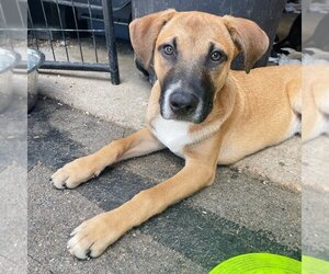 Black Mouth Cur-Labrador Retriever Mix Dogs for adoption in Sheridan, CO, USA