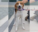 Small American Foxhound Mix
