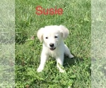 Small Photo #1 English Cream Golden Retriever Puppy For Sale in DEARBORN, MO, USA