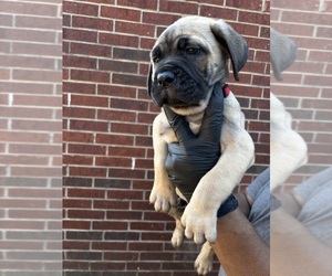 Cane Corso Puppy for sale in ALLEN, TX, USA