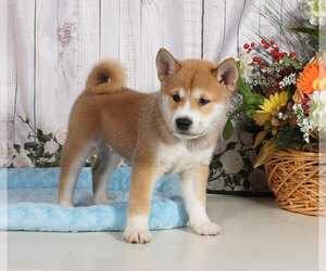 Shiba Inu Puppy for sale in PENNS CREEK, PA, USA