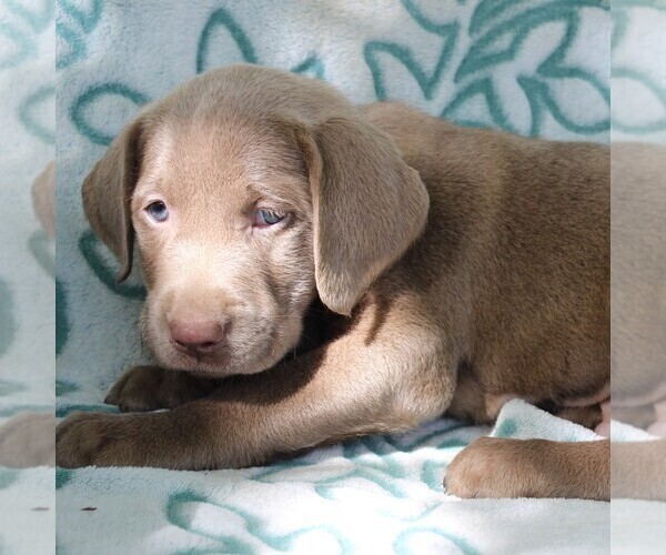 Medium Photo #3 Labrador Retriever Puppy For Sale in CHARLOTT HALL, MD, USA