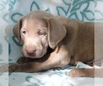 Small Photo #3 Labrador Retriever Puppy For Sale in CHARLOTT HALL, MD, USA