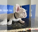 Small #10 French Bulldog