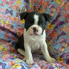 Boston Terrier Puppy for sale in MYRTLE CREEK, OR, USA