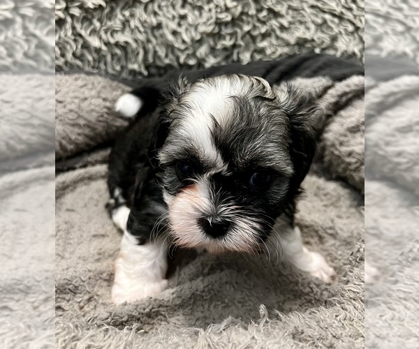 Medium Photo #30 Zuchon Puppy For Sale in RENO, NV, USA