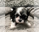 Small Photo #30 Zuchon Puppy For Sale in RENO, NV, USA