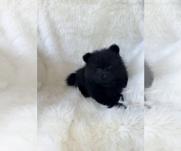 Medium Photo #1 Pomeranian Puppy For Sale in JOLIET, IL, USA