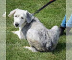 Small #4 Mutt