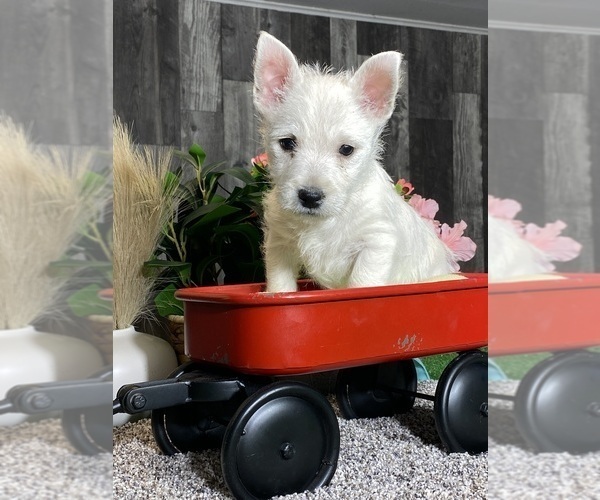 Medium Photo #1 West Highland White Terrier Puppy For Sale in CANOGA, NY, USA