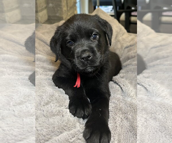 Medium Photo #2 Labrador Retriever-Unknown Mix Puppy For Sale in Hillsboro, MO, USA