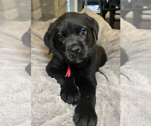 Zella - Female Labrador Retriever-Unknown Mix Dog for Adoption - Photo #2