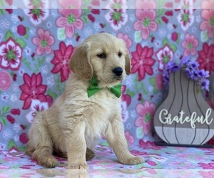 Golden Retriever Puppy for sale in LANCASTER, PA, USA