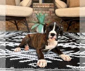 Boxer Puppy for sale in GREENFIELD, IN, USA