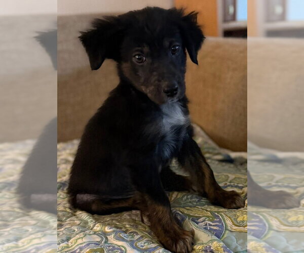 Medium Photo #2 Australian Shepherd-Unknown Mix Puppy For Sale in Claremore, OK, USA