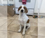 Small #1 Beagle