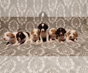 Brittany Puppy for sale in DOWAGIAC, MI, USA