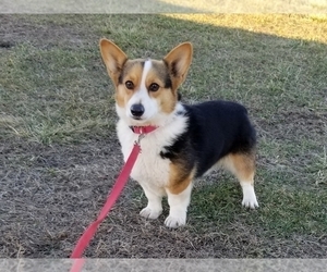 Father of the Pembroke Welsh Corgi puppies born on 02/29/2020
