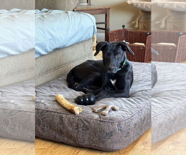 Medium Photo #1 Labrador Retriever-Unknown Mix Puppy For Sale in Sheboygan, WI, USA