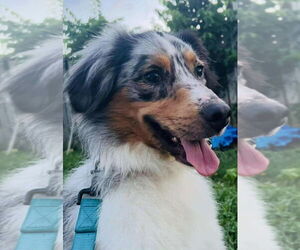 Australian Shepherd-Unknown Mix Dogs for adoption in Aurora, IN, USA