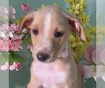 Small #3 Golden Retriever-Pembroke Welsh Corgi Mix
