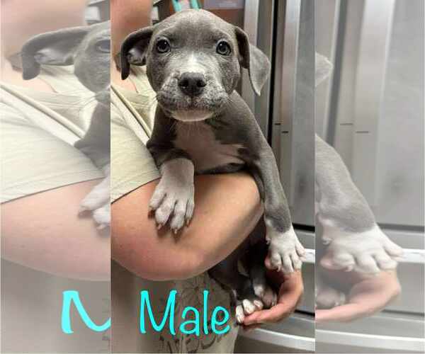Medium Photo #4  Puppy For Sale in , 