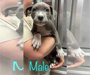 Medium American Pit Bull Terrier Mix