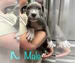 Small American Pit Bull Terrier Mix