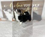 Small #3 Pembroke Welsh Corgi