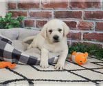 Small #2 Labrador Retriever