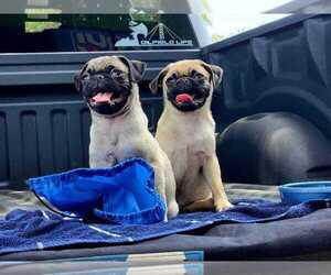 Pug Puppy for sale in HOUSTON, TX, USA