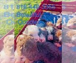 Small #1 Bernedoodle-Doodle Mix