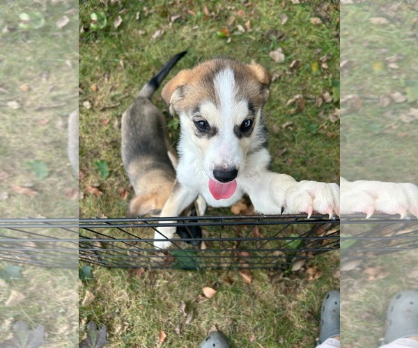 Medium Photo #2 Huskies -Labrador Retriever Mix Puppy For Sale in Mechanicsburg, PA, USA