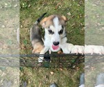 Small #1 Huskies -Labrador Retriever Mix