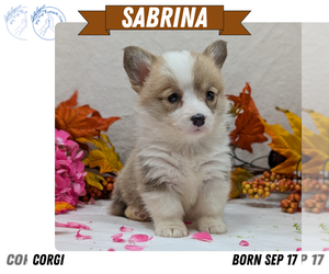 Medium Pembroke Welsh Corgi