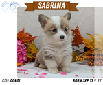 Puppy Sabrina Pembroke Welsh Corgi