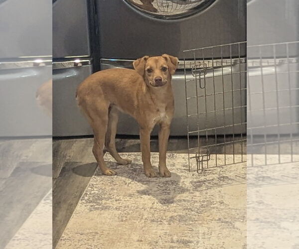 Medium Photo #4 Mutt Puppy For Sale in Tracy City, TN, USA