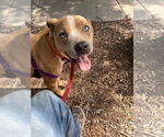 Small #7 American Pit Bull Terrier Mix