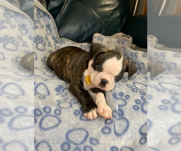 Medium Photo #4 Faux Frenchbo Bulldog Puppy For Sale in FT MYERS, FL, USA