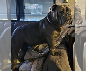 Mother of the English Bulldog puppies born on 12/11/2024