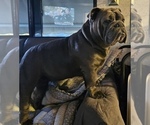 Small Photo #1 English Bulldog Puppy For Sale in ROYSE CITY, TX, USA
